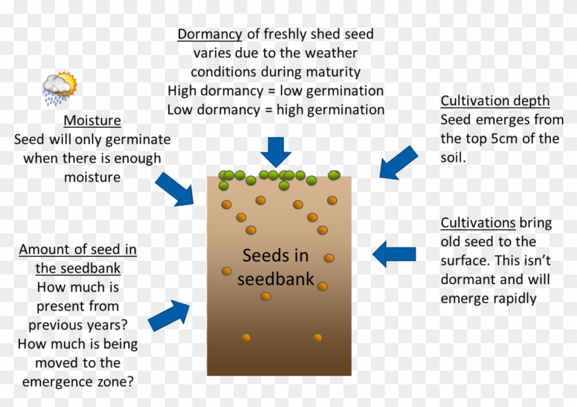 Variables That Affect Seed Germination What Are The Factors