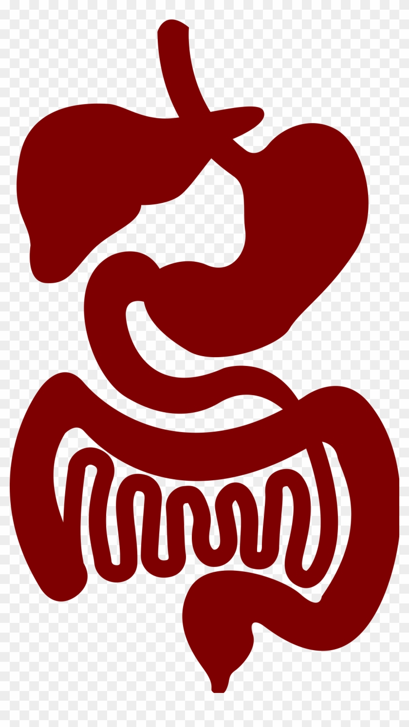 Gut Png Gastrointestinal Logo Transparent Png X