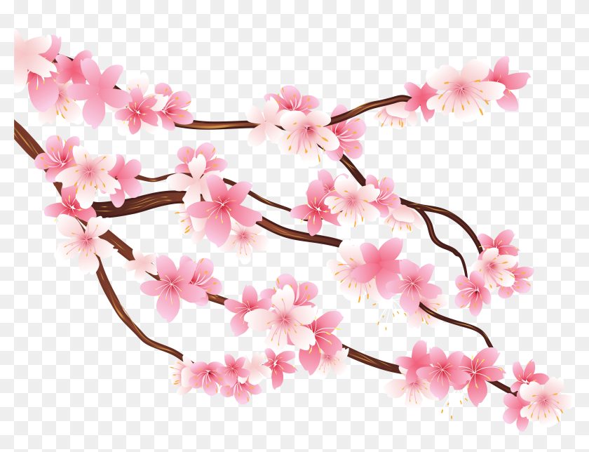 Transparent Cherry Blossom Clip Art Cherry Blossom Clipart Png Png