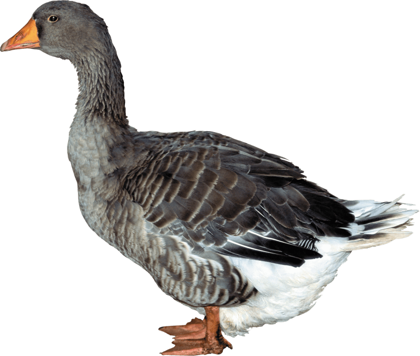 Download Duck Png Images Background - Утка Png, Transparent Png ...