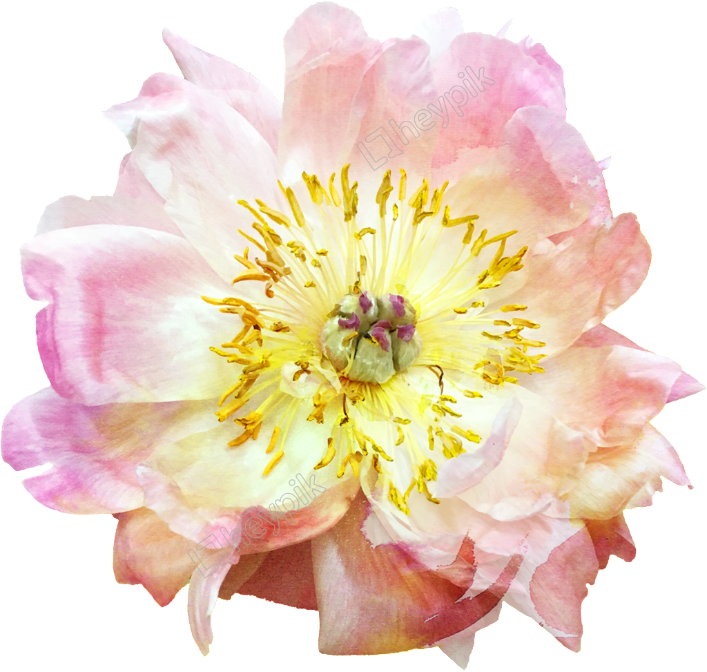 Pin - Common Peony, HD Png Download - 1024x973(#1663804)