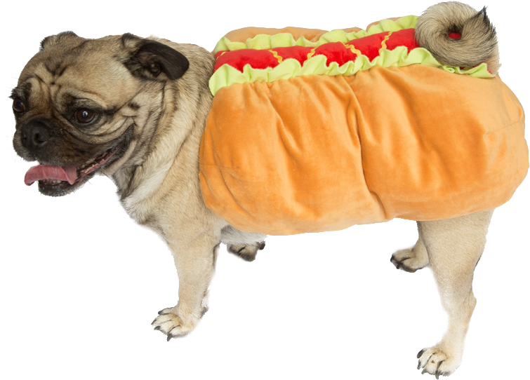 Pug in hot outlet dog costume