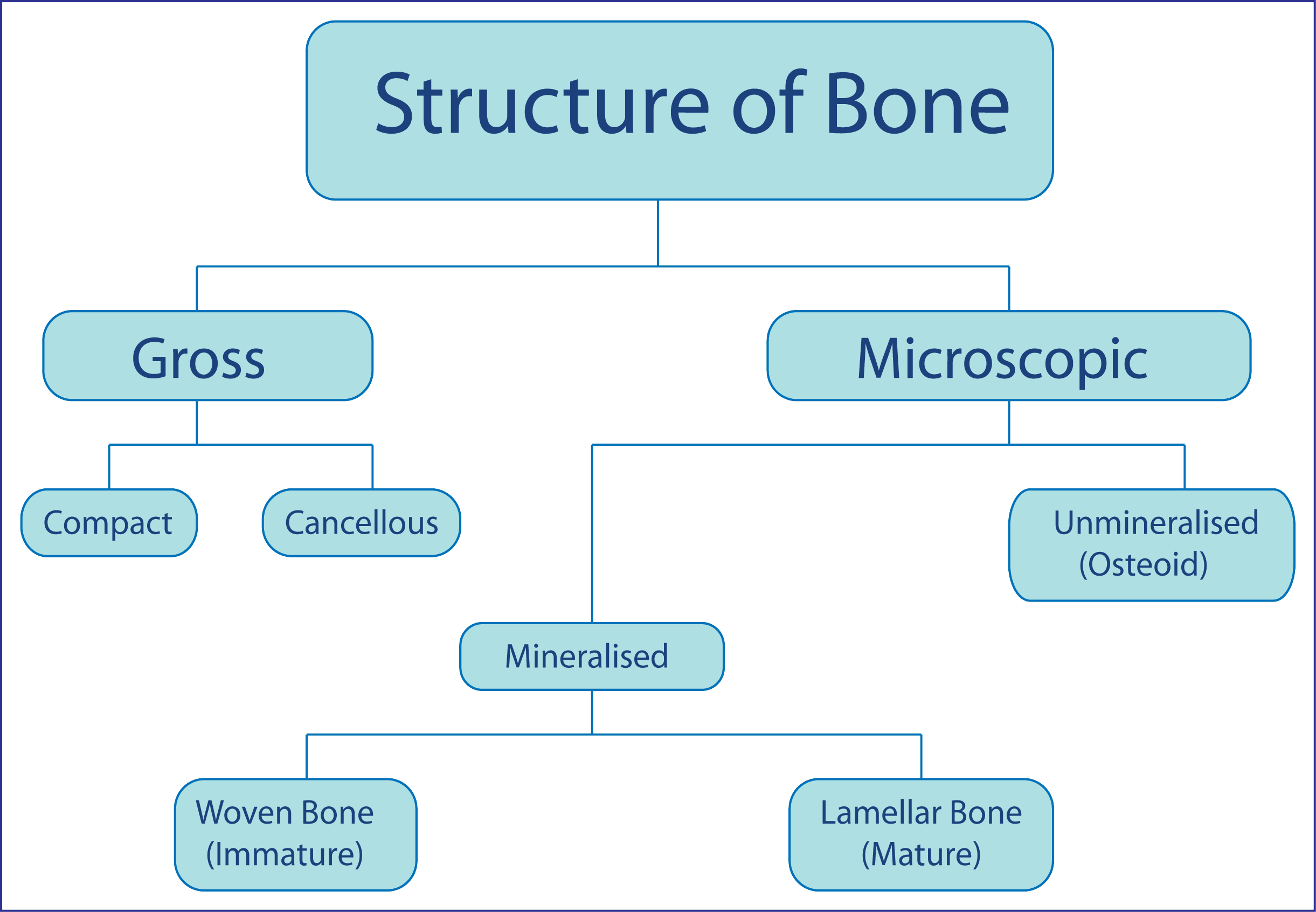 Structure Of Bone - Flow Chart Of Bones, HD Png Download - 2442x1692 ...