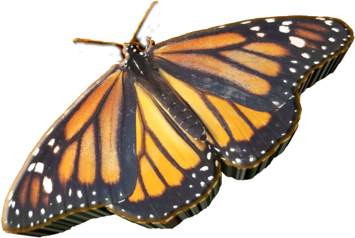 3d Butterfly png images