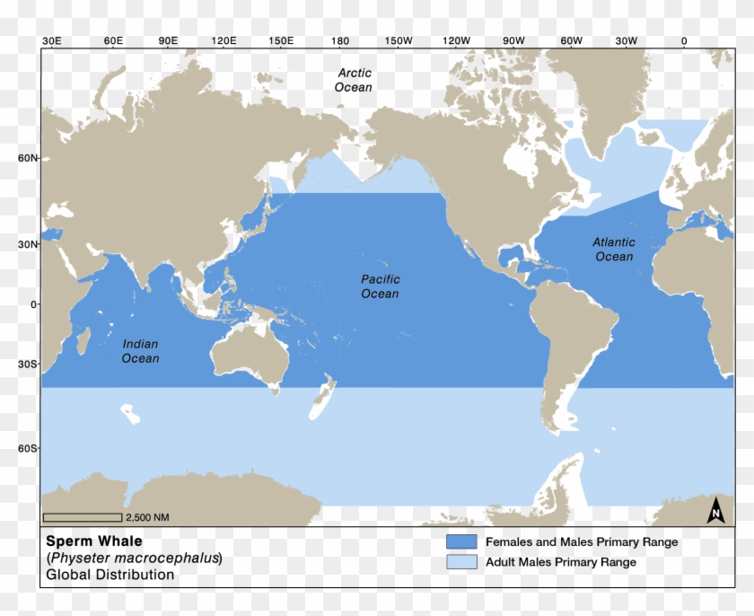 Sperm Whale Global Distribution - Map, HD Png Download - 1497x1178 ...