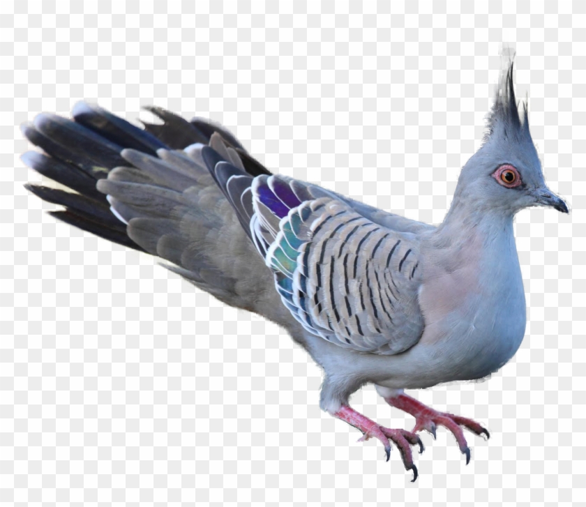 pigeon clipart