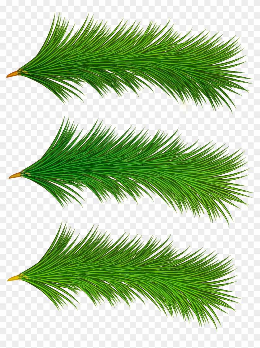 pine tree branch clip art