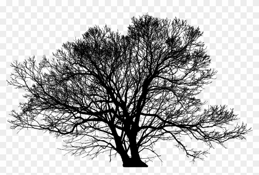 Winter Tree Png Leafless Tree Silhouette Png Transparent Png 2290x1438 Pngfind