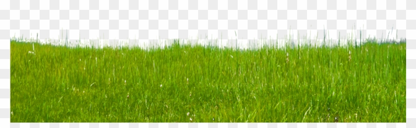 Grass Free Download Png Green Grass Png Transparent Png 1098x727 Pngfind