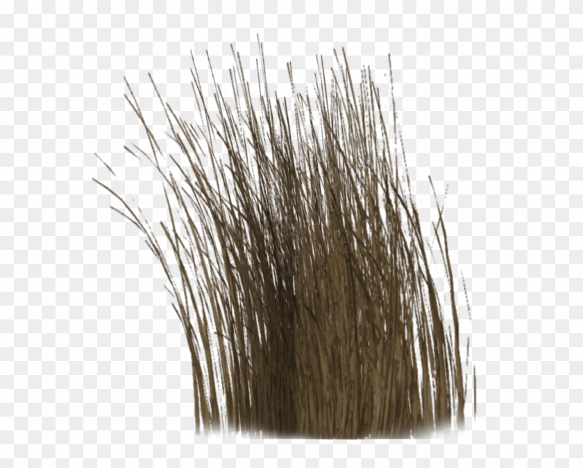 Dry Grass Png Long Dry Grass Png Transparent Png 1024x639 17940 Pngfind