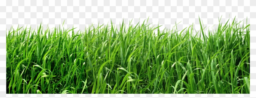 Grass PNG transparent image download, size: 7327x3295px