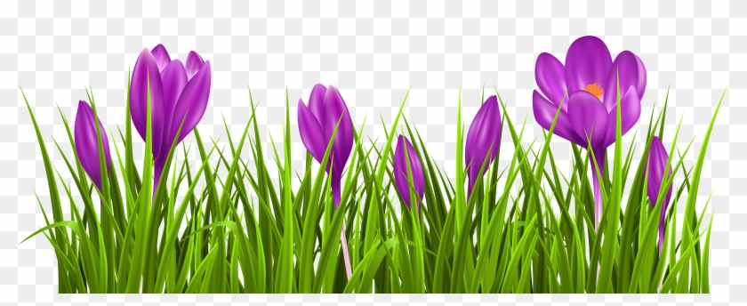 Crocus, HD Png Download - 7222x2910(#18343) - PngFind