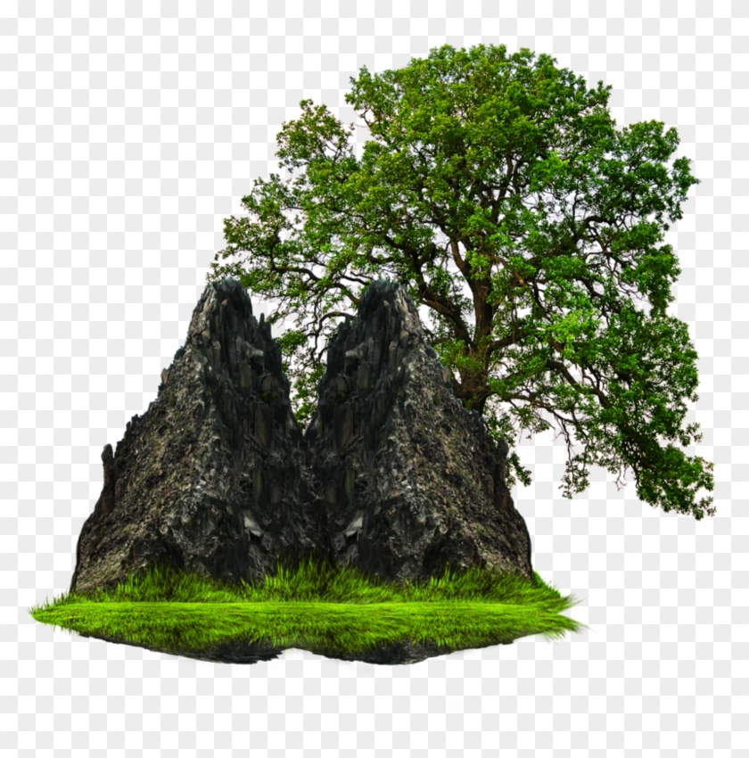 Tree Rock Png Transparent Png 999x799 Pngfind