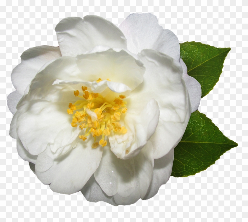 Flower White Camellia Bloom Garden Flower Camellia White Hd Png Download 859x720 1003053 Pngfind