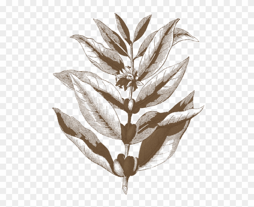 Coffee Branch Illustration Hd Png Download 1700x610 Pngfind