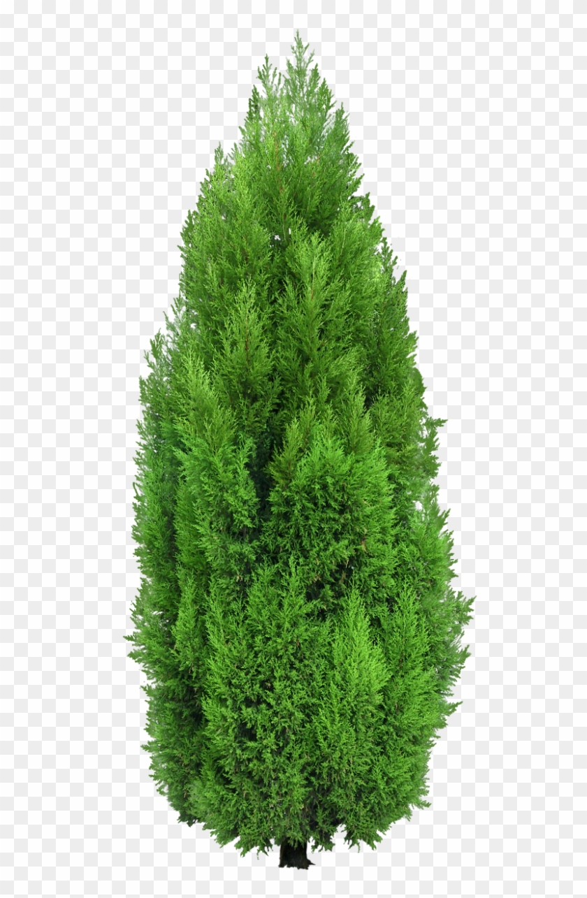 free bushes clipart