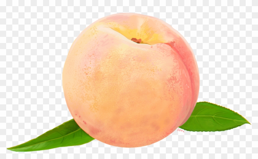 Peach Png Png Download Transparent Png X Pngfind