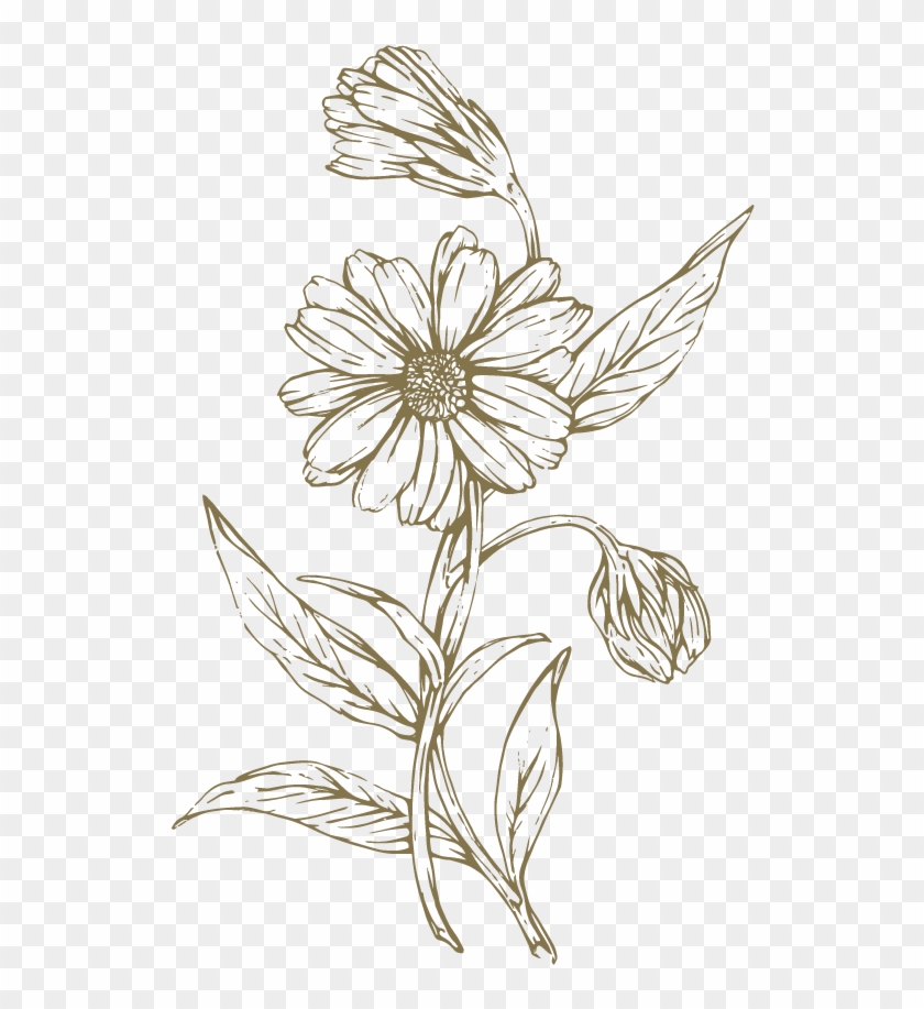 Freeuse Download At Getdrawings Com Free For Personal - Lily Family, Hd 