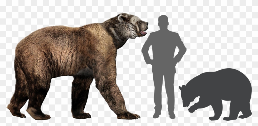 human size bear price