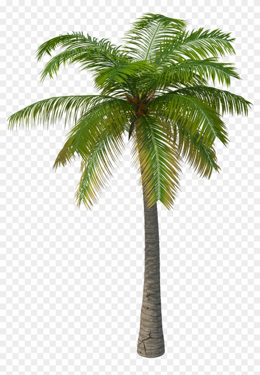 palm tree png