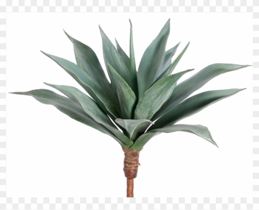 25 Large Agave Frosted Green - Agave, HD Png Download - 800x800 ...