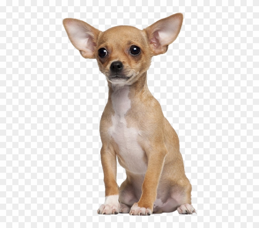 Chopra The Chihuahua - Small Tiny Dog's, HD Png Download - 567x710