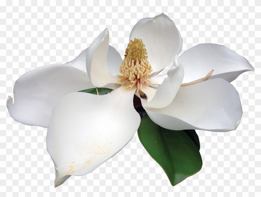 Magnolia White - Magnolia Transparent, HD Png Download - 1200x866 ...