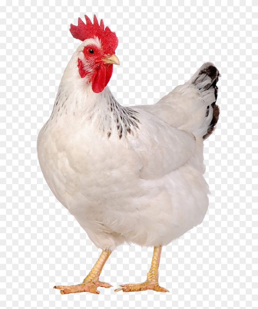 Poultry - Suguna Chicken, HD Png Download - 600x600(#1175623) - PngFind