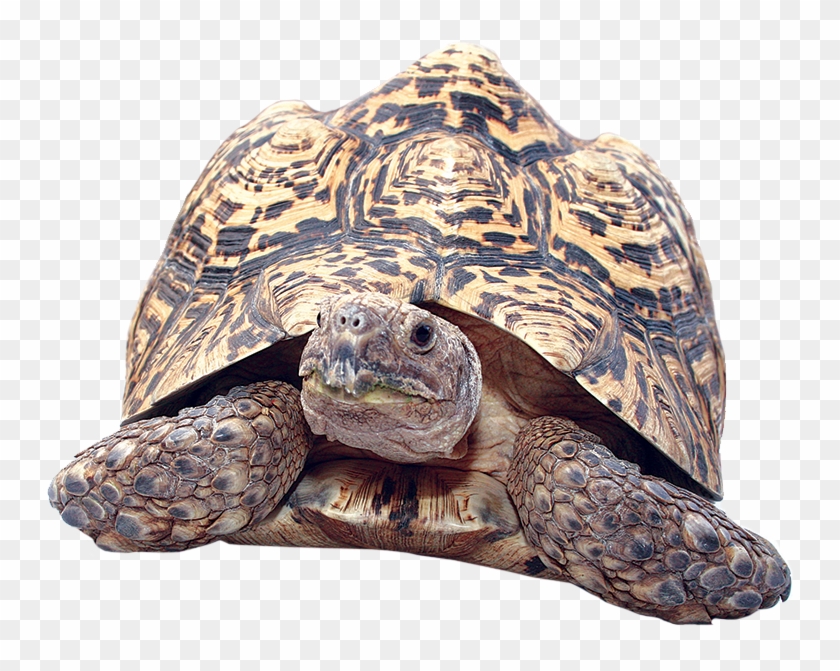 russian tortoise clipart