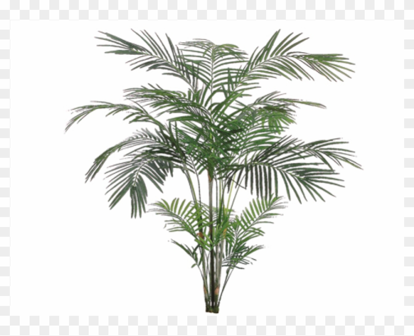 7' Tropical Areca Palm X4 With 705 Leaves - Attalea Speciosa, HD Png ...