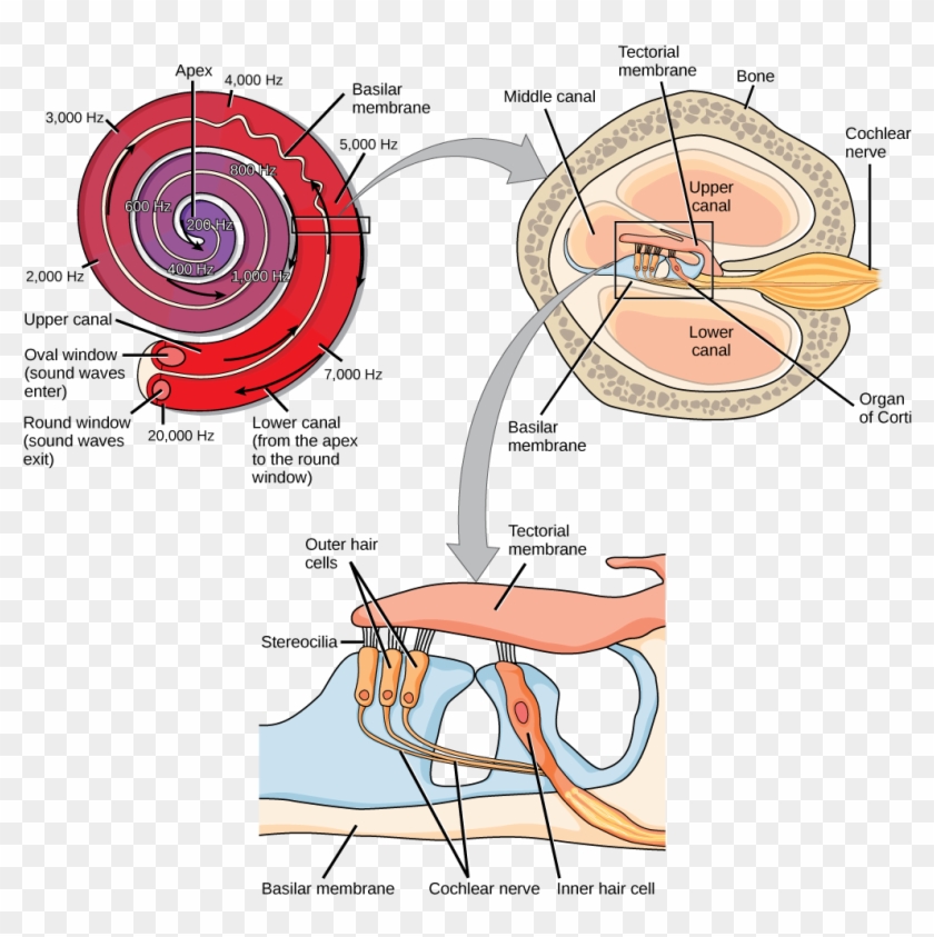 A Series Of Three Illustrations Are Shown - Structure Cochlea, HD Png ...