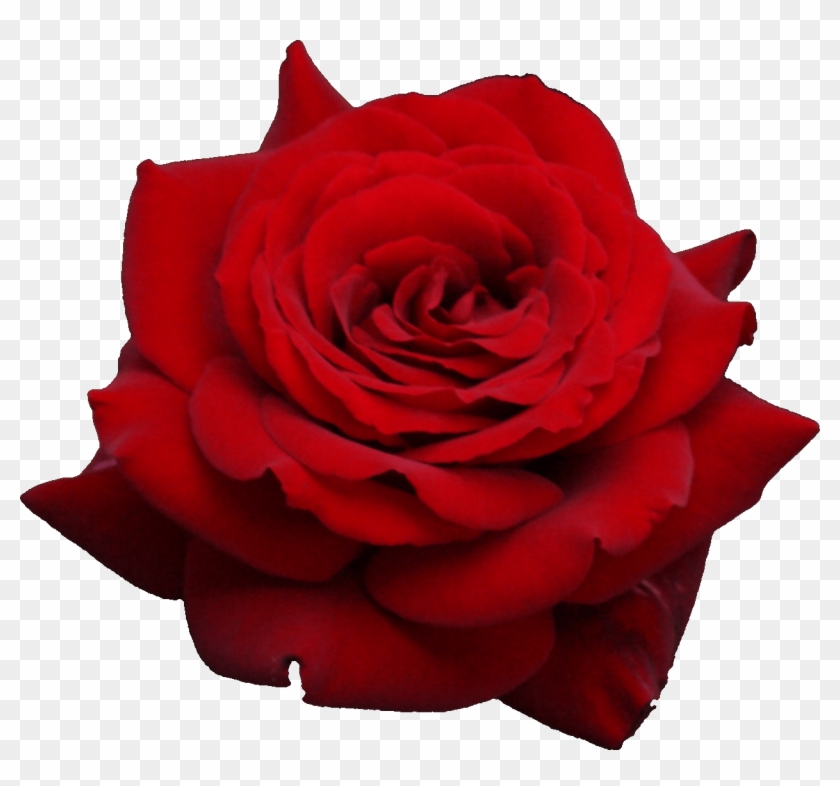Rose Png Flower Images, Free Download - Transparent Background Red Rose Png,  Png Download - 1249x1110(#120816) - PngFind