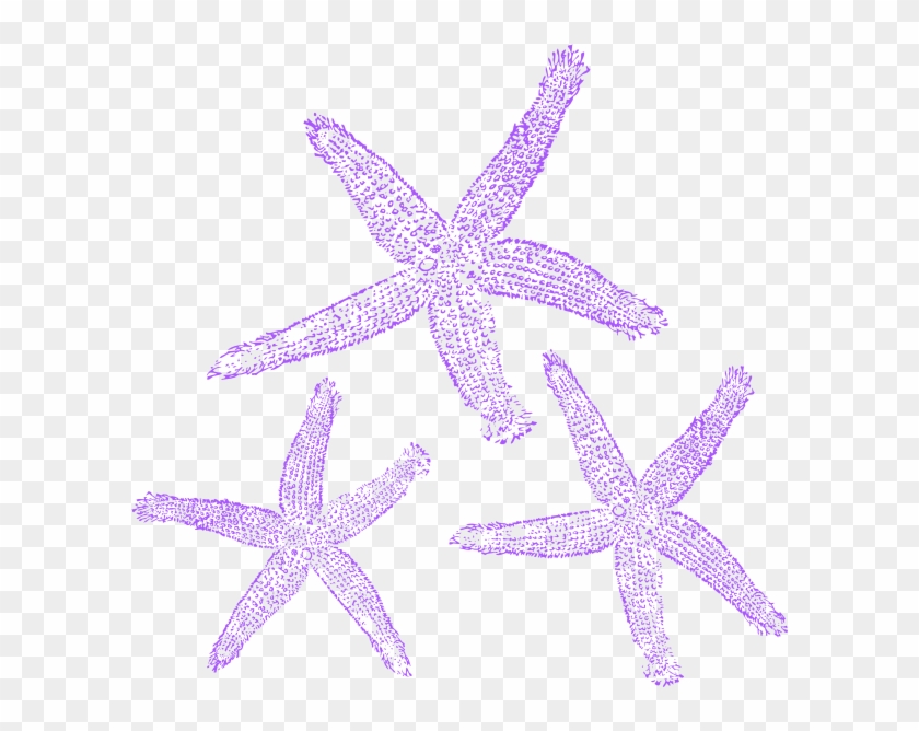 Banner Free Starfish Clip Art At Clker Starfish Purple Png