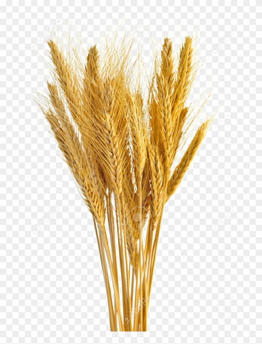 wheat vector free download