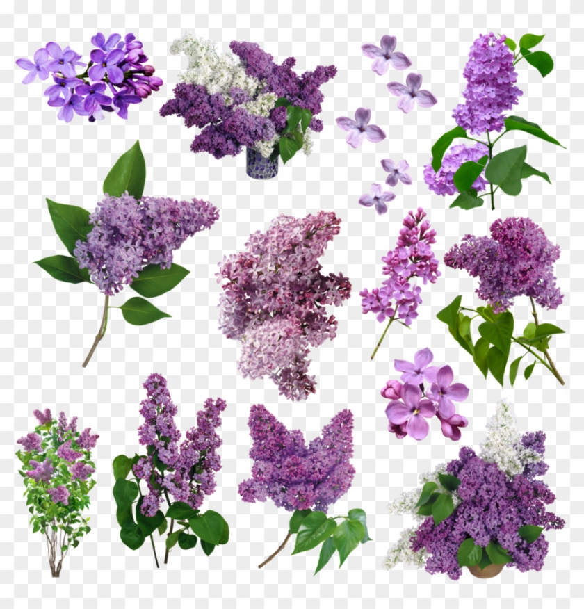 Flores For Free Download On Mbtskoudsalg - Vintage Flores Violetas Png,  Transparent Png - 894x894(#1223571) - PngFind