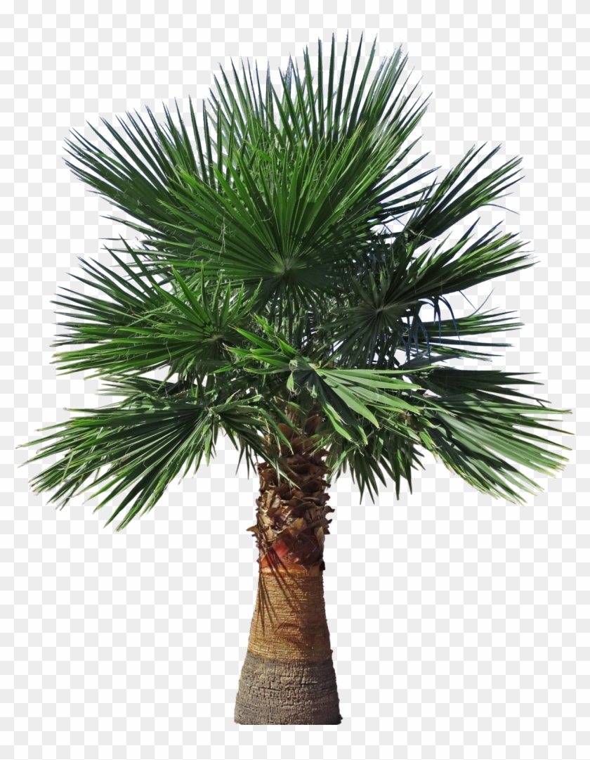 Mexican Fan Palm Tall Png - Pond Pine, Transparent Png - 1229x1500 ...