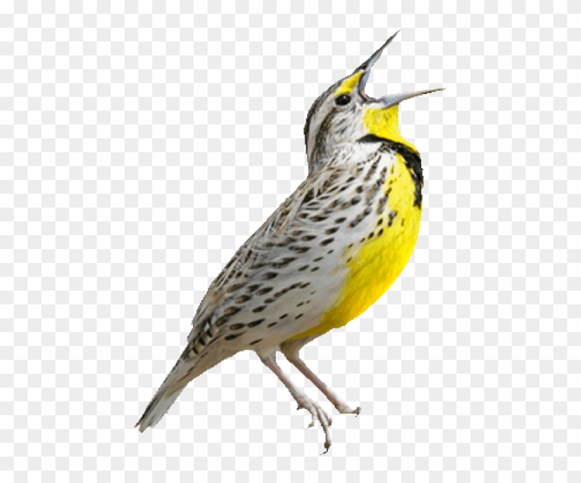 flying meadowlark