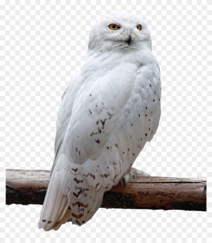 Free Free Snowy Owl Svg 151 SVG PNG EPS DXF File