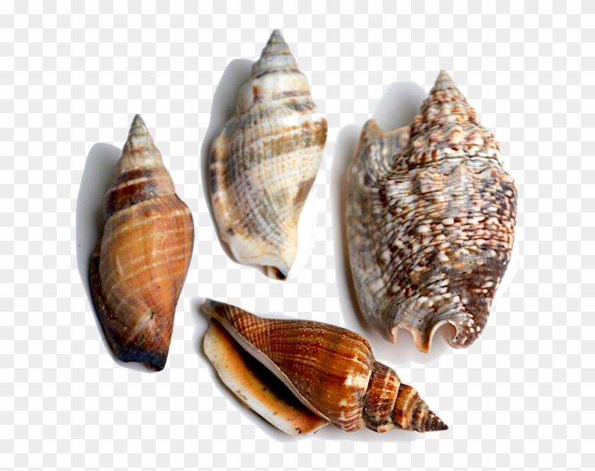 Conch This Family Of Shells Is Characterized By Having - Shell, HD Png ...