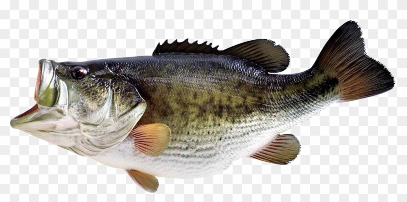fish png transparent image bass fish transparent background png download 1816x816 1239009 pngfind fish png transparent image bass fish