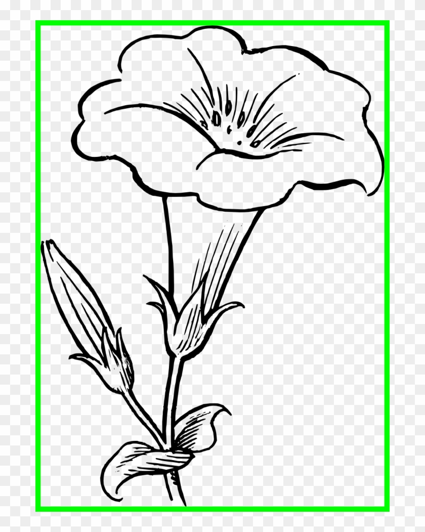 Lily Pad Flower Png Black And White Lily Clipart Black And White Transparent Png 700x971 Pngfind