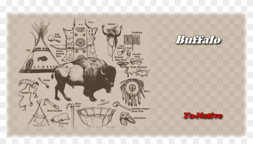 native american buffalo clipart png