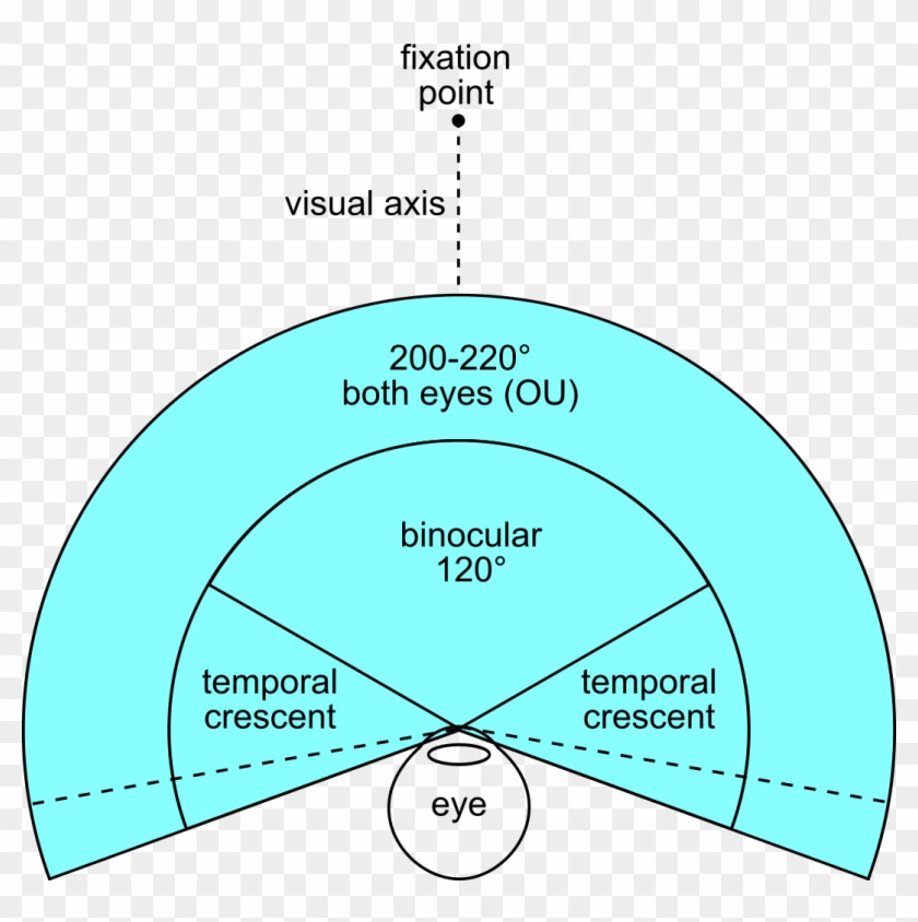 Fov Both Eyes Binocular Field Of View Humans Hd Png Download