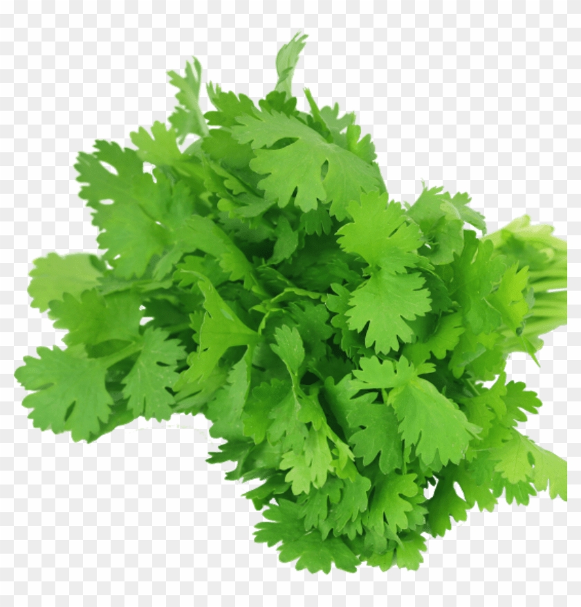 Cilantro Adicional A Tu Fresbox Favorita - Basil Fino Verde, HD Png ...