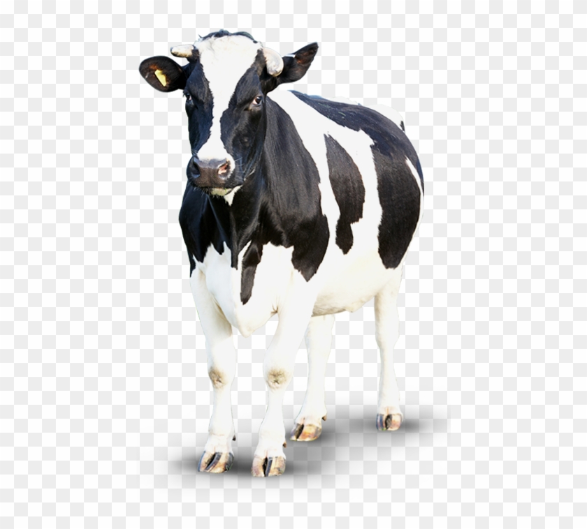 cow png images