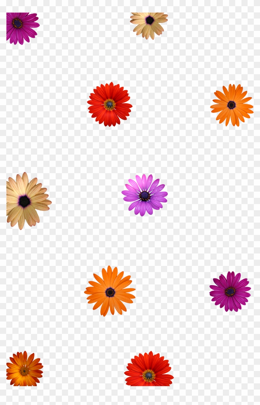 Download Sample Layout Overlays Flowers No Background Overlay Hd Png Download 1200x1800 1290599 Pngfind