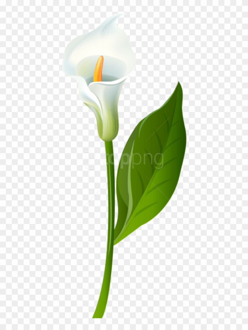 Free Png Download Calla Lily Transparent Png Images - Transparent  Background Calla Lily Png, Png Download - 480x1063(#1296562) - PngFind