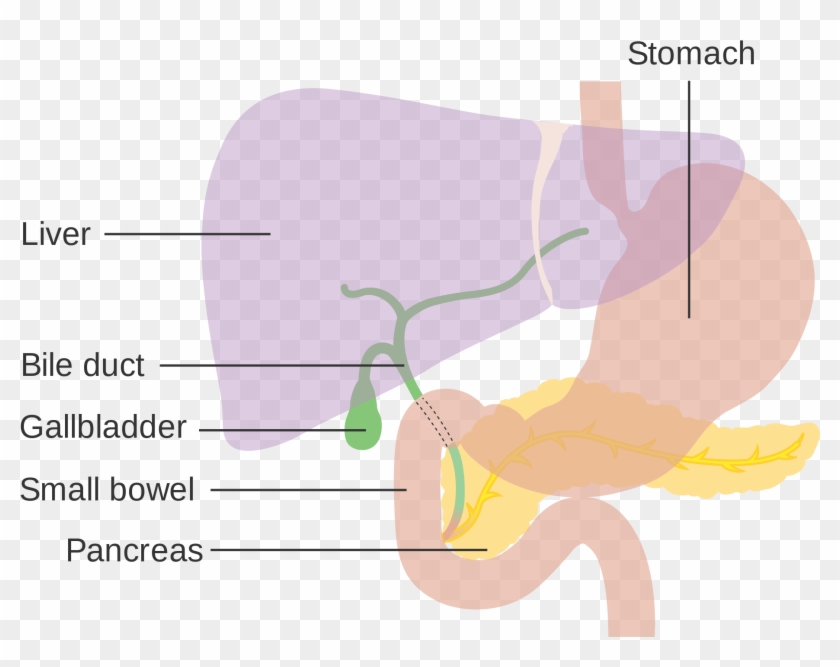 Open - Gallbladder Svg, HD Png Download - 2000x1648(#1298340) - PngFind