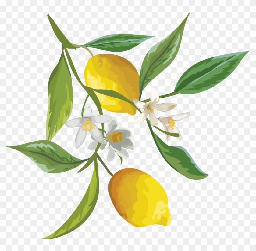 Thorns Clipart Lemon Tree - Lemon With Flower, HD Png Download