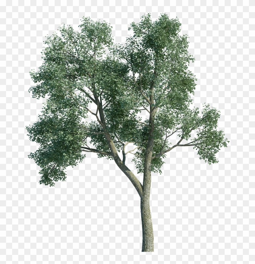 Arbol Alamo Png, Transparent Png - 1000x800(#1301419) - PngFind